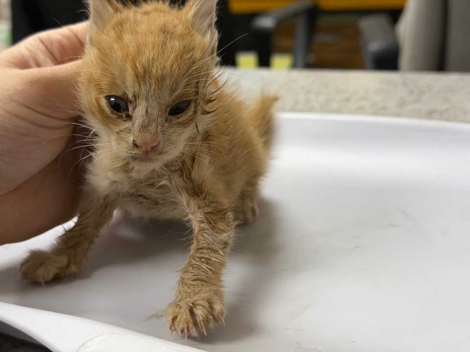 광주동물보호센터_429361202500640